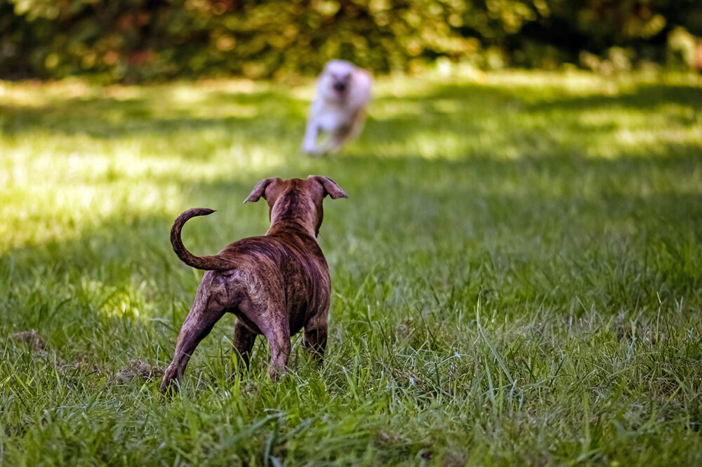 Pet Waste Removal Service Pinky's Pooper Scoopers